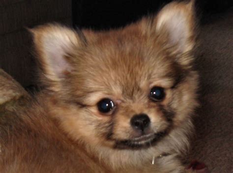Pomeranian Chihuahua Mix Puppy
