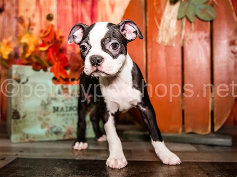 » Boston Terrier