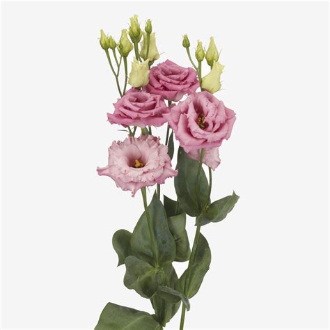 Lisianthus (Eustoma) grandiflorum Alissa 1 Rose - Muller Seeds