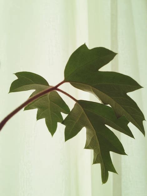 rubber tree leaf images    freepik