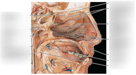 lab  bio  nostril view diagram quizlet