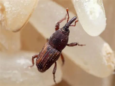 effective biological methods  wheat weevils control