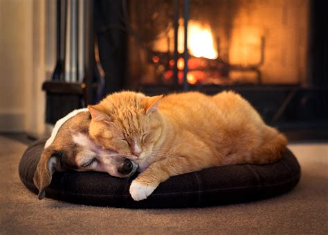 How to keep cats warm | ManyPets