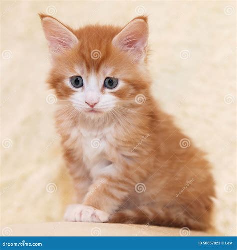 Chaton roux de Maine Coon image stock. Image du félin - 50657023