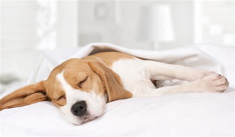 How Long Do Beagles Sleep? - The Upper Pawside Dog Blog