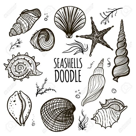 Seashells Drawing at GetDrawings | Free download