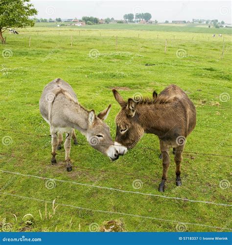 Donkeys Stock Photography | CartoonDealer.com #49254044