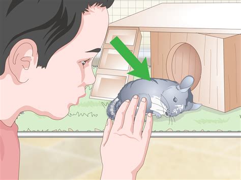 why is chinchilla not moving step by step 2