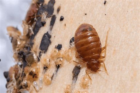What is Bed Bug Larvae - Do They Look Like Worms or Maggots?