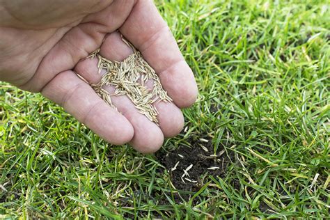 How Long Does Grass Seed Last? | Opened & Unopened | UK