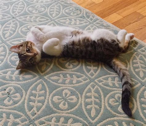 “I may look like a cute and innocent 4 month old kitten, but I will