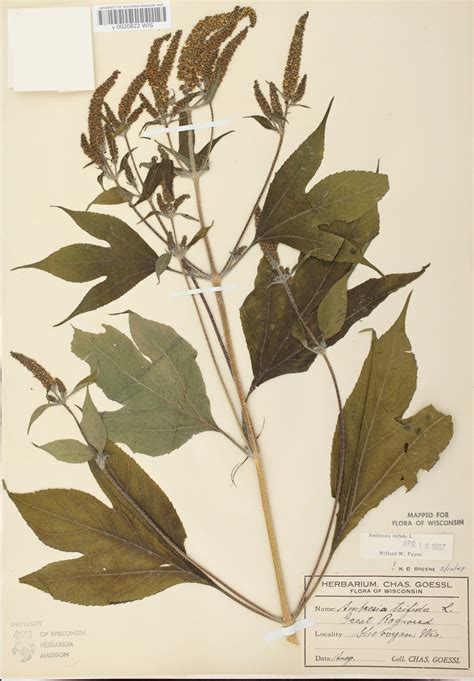 Wisconsin Wildflower | Giant Ragweed | Ambrosia trifida