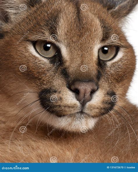 Caracal, Caracal Caracal, 6 Months Old Royalty-Free Stock Image