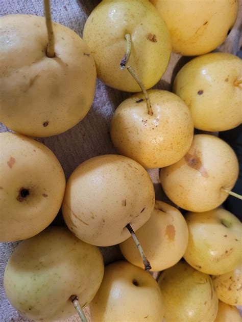 How much better are home grown asian pears? - General Fruit Growing