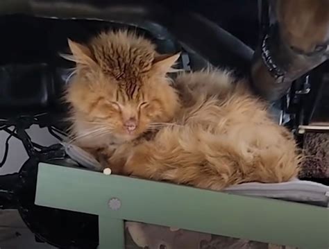 Proof That Saving a Cat’s Life is Pure Magic - We Love Cats and Kittens