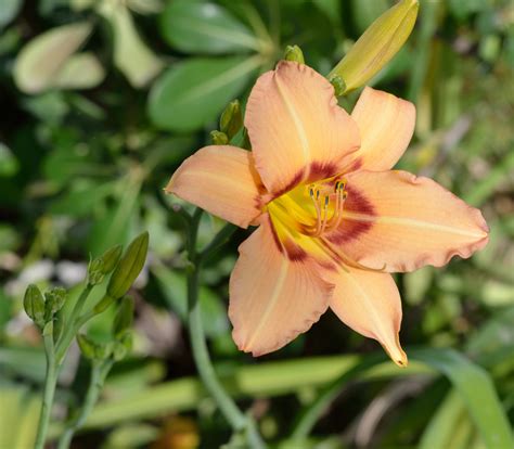 Daylily | MowryJournal.com