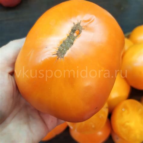 Купить семена томата сорт Гном Парень из Локстона