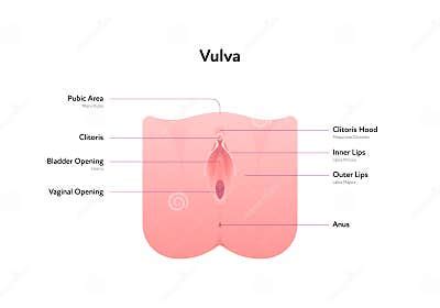 reproductive system infographic poster vector flat medical