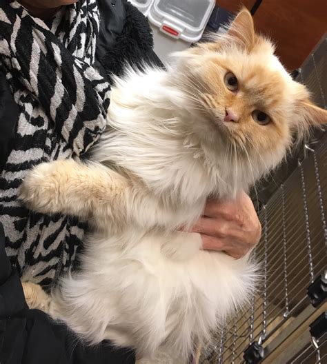 Flame Point Himalayan - krkfm
