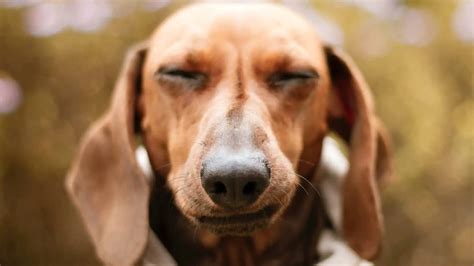 Can Dogs Eat Brussels Sprouts? – Dogs 'N Stuff