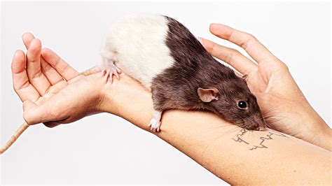 pet rats