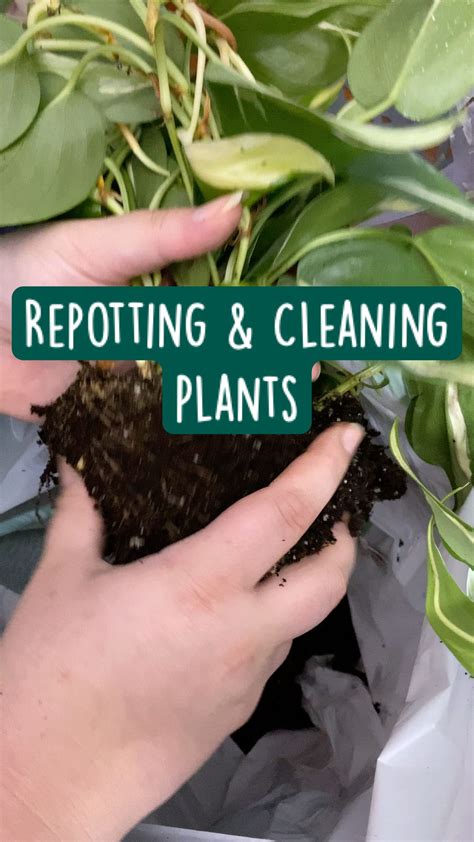 Repotting cleaning plants – Artofit