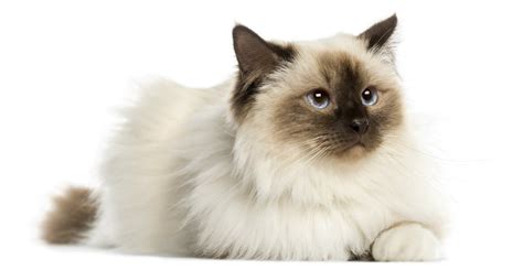 Birman Cat - Trouble & Trix Cat Breed Guide