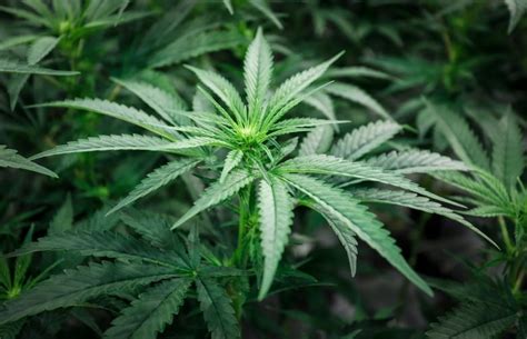 Legal Weed! | Rock 95