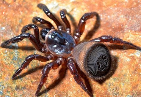 10 Amazing, Beautiful, TERRIFYING Spiders - Animals Recuse