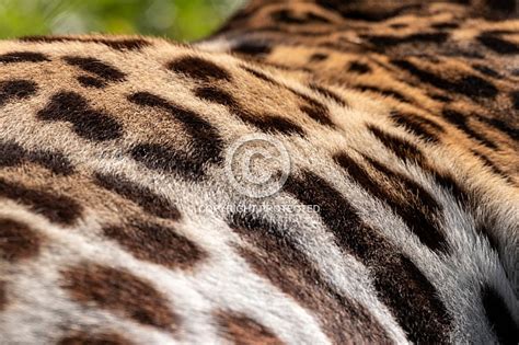 close  fur jaguar pattern wildlife reference   artists
