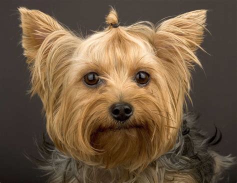 Puppy World: Yorkie Puppy Cut Pictures