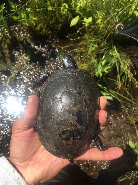 Spotted turtles are surviving at several historic sites on Martha's