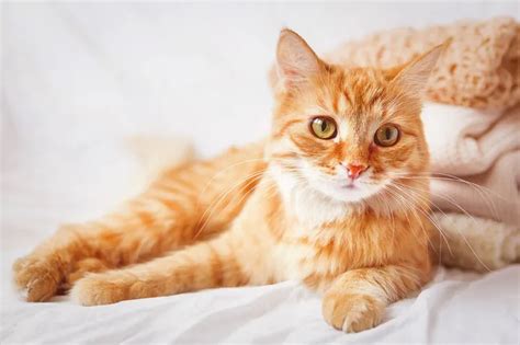 pilih  nama kucing kampung khas indonesia banget tetep lucu  imut