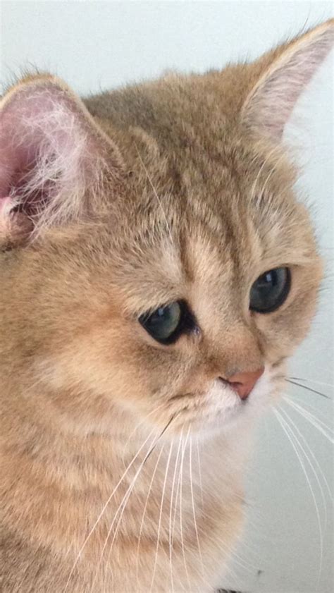 Ginger - British Shorthair Golden Shaded
