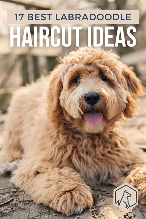 Labradoodle grooming haircuts – Artofit