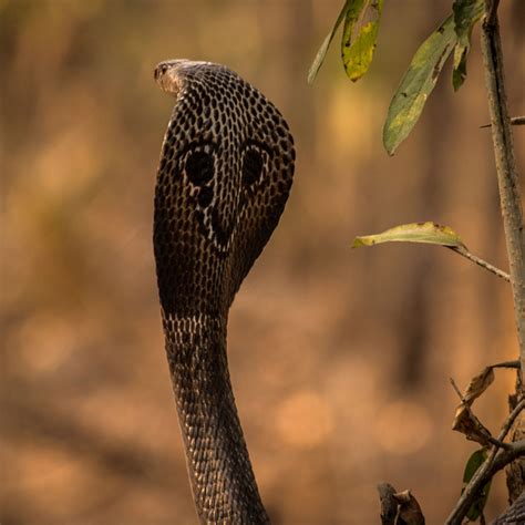 indian cobra