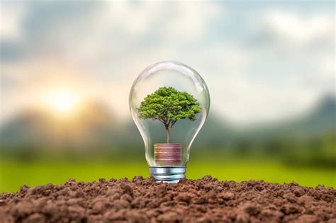 Premium Photo | Tree growing on coins in bulbs including sunset ...