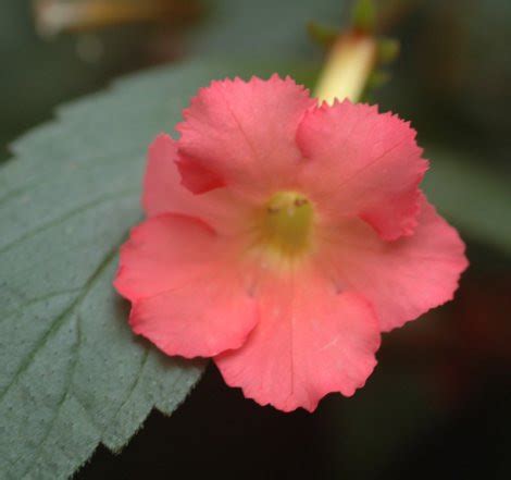 Achimenes Peach Glow (2 tubers) | Himalayan Gardens
