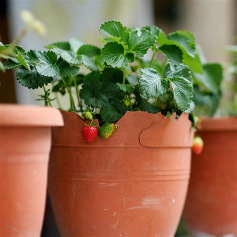 Best Strawberries for Pots | Grower's Choice – Roots Plants