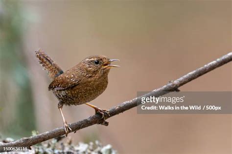 wrens stock  high res pictures  images getty images