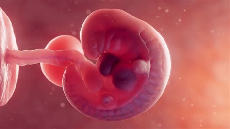 embryohandout  embryonic  fetal development chart epob