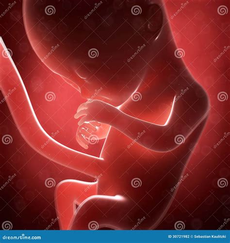 Human Fetus Placenta Anatomy Infographic Diagram Vector Illustration ...