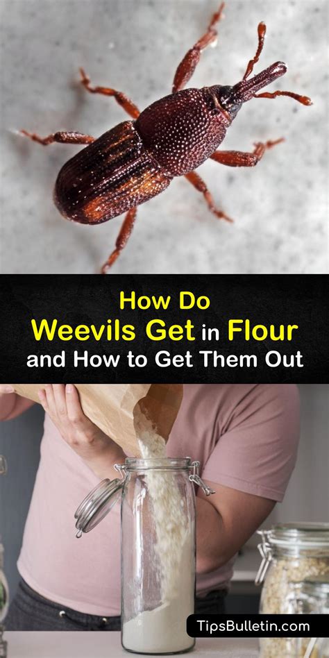 Flour Weevil Problems - Smart Tips to Get Rid of Weevils in Flour