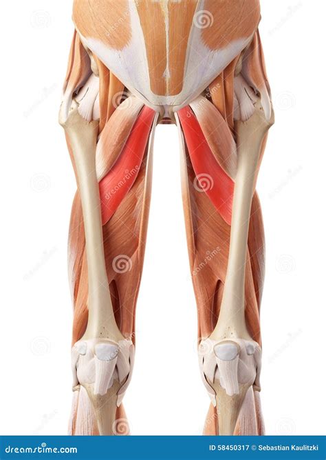 Adductor Brevis And Adductor Longus Muscle - Anatomy Muscles Iso