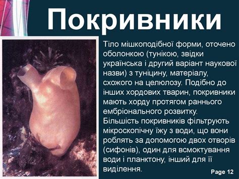 Тип Хордові - презентация онлайн