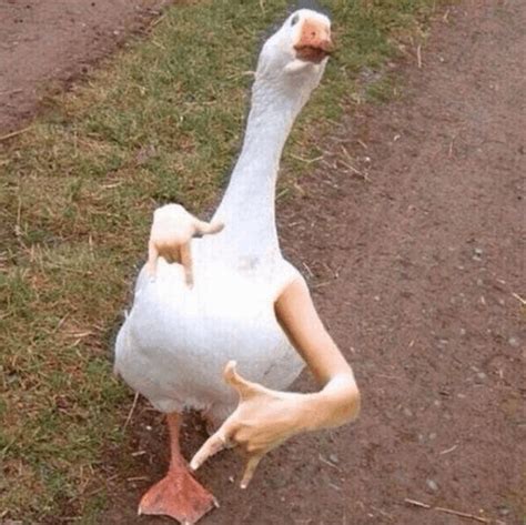 Funny Goose GIFs | Tenor