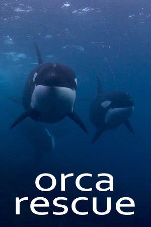 Orca Rescue | Watch Documentary Online for Free