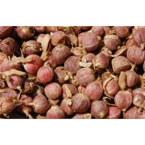 Jual Buah Kapulaga Basah Segar/ Kapol Basah Super 1 KG | Shopee Indonesia
