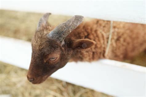 portrait   cute funny lamb stock photo image  mammal
