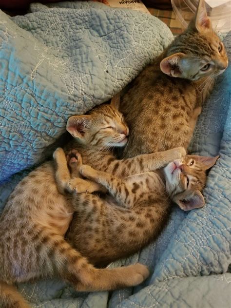 Megadots - Ocicat Breeder - Widly Beautiful Ocicat Kittens